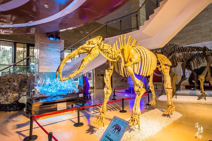 宁夏地质博物馆，藏有众多亿万年前的化石，是亲子研学游的好去处