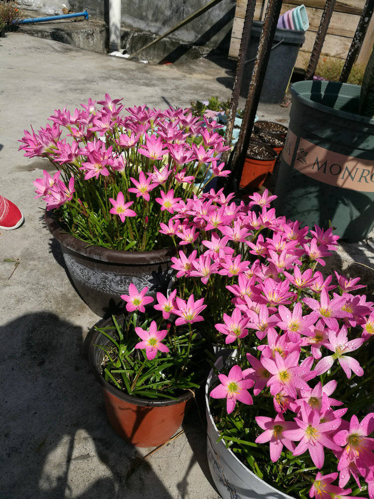 5种漂亮花 自我繁殖力真强 一棵花摇一摇 地上满小苗 花满盆 开花