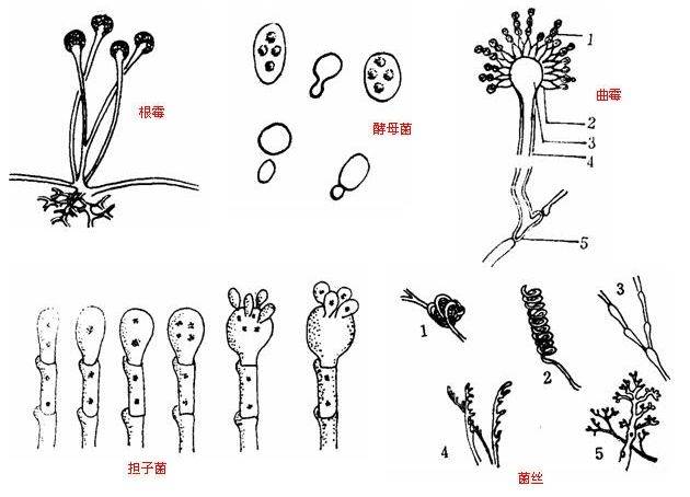 僵尸蚂蚁已经出现这种寄生真菌会给人类带来生化危机吗