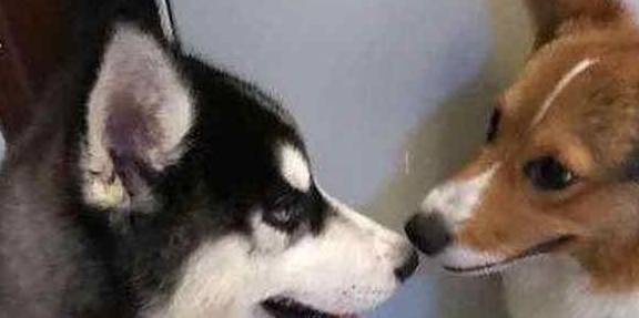 宠物柯基被二哈强上,三个月后生下一只独子,主人看了差点笑翻在地!