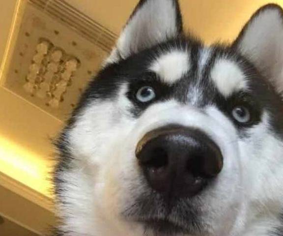 宠物柯基被二哈强上,三个月后生下一只独子,主人看了差点笑翻在地!