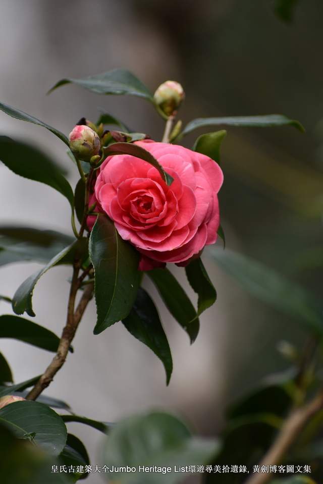 松尾芭蕉 奥之细道图片