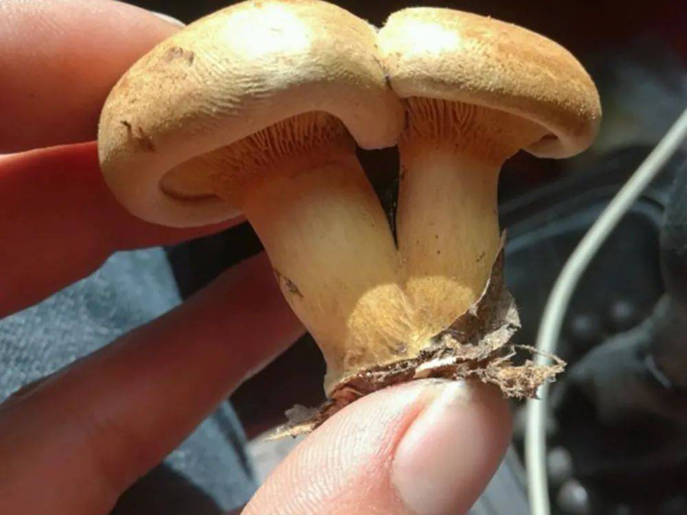 地扣菇在北方被人们大量采食,它产量高,也没有种植的,全都是野生蘑菇.