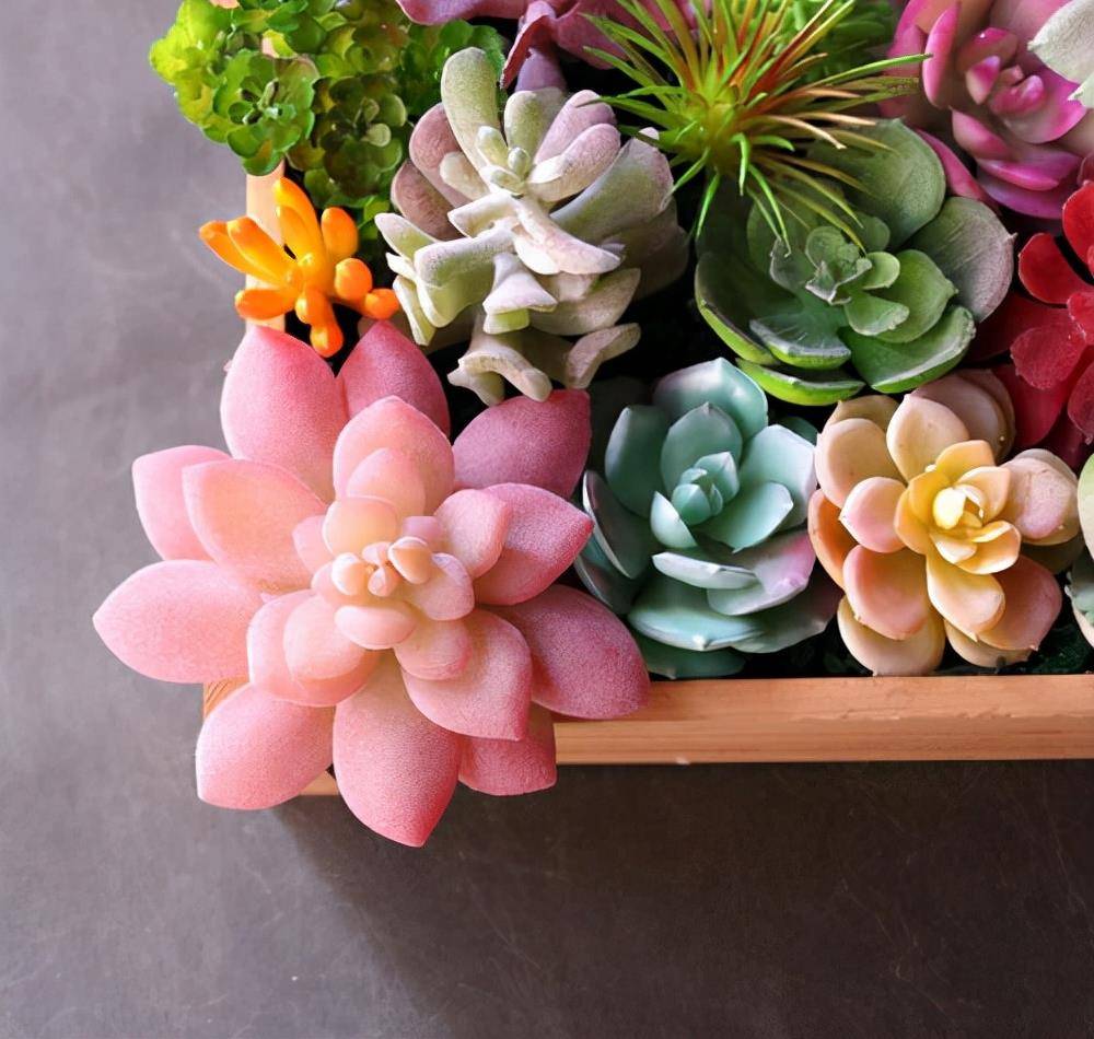 多肉怎样上色快 17d12699a9b049b3ad2805dce58d0448.jpeg