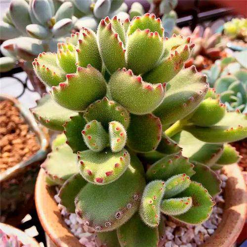 多肉夏天多少度遮阴 21dcceb5d9ba43048c85d23b536dc759.jpeg