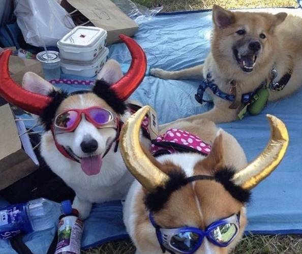 第三者柯基夫妻举行婚礼,场面唯美,度蜜月却出现第三者