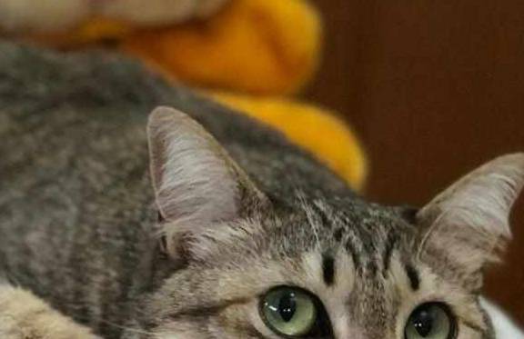 猫咪冬天把狸花猫关在门外面，会被冻死吗？