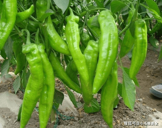 热性的蔬菜都是有哪些 34f4885009cb47c48105c645b8748a29.png