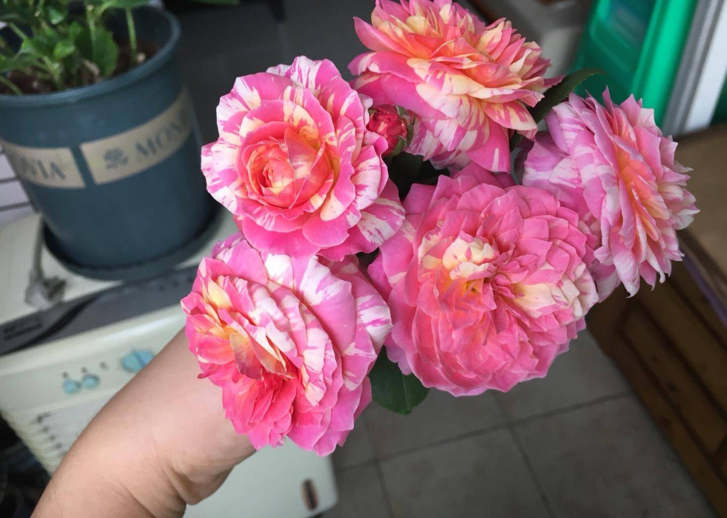 10月养月季 首选 这三种 不惧高温花期长 持续绽放小半季 阳台 新闻时间