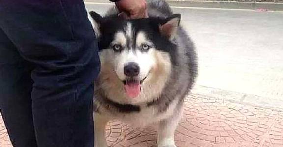 漂亮盘点和二哈结合生下的小狗崽,其中最美的三种,网友:不愧是二哈