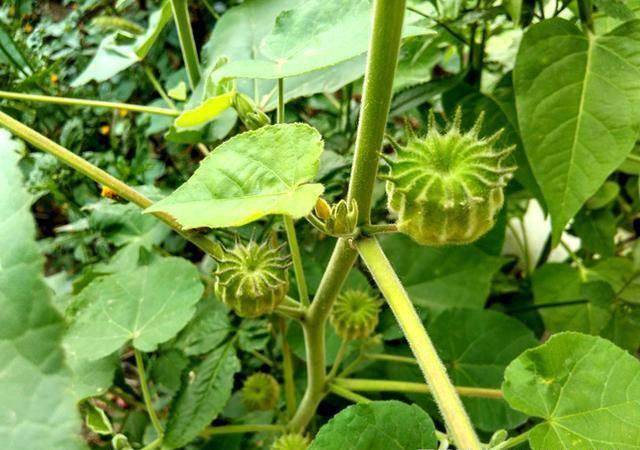 农村孩子当零食,还能织衣服,晒干能卖15元 中草药|的作用|野草|杂草