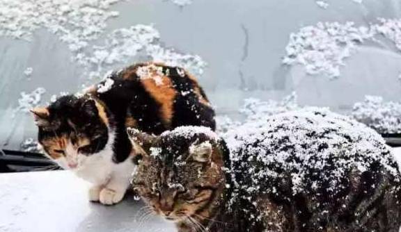 猫咪冬天把狸花猫关在门外面，会被冻死吗？