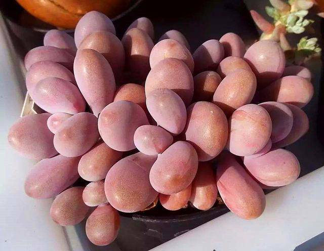 多肉怎么分贵货和普货 b34ccf96d89842f580d99bc4318446b0.jpeg