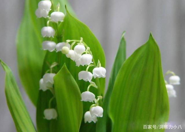 小眾植物 鈴蘭花 花開似一串串風鈴 清香潔白惹人愛 土壤 中國熱點