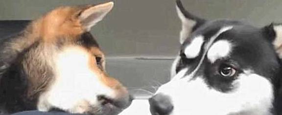 因为朋友带来只柴犬，见到哈士奇为了表达友善，把二哈舔的怀疑狗生！
