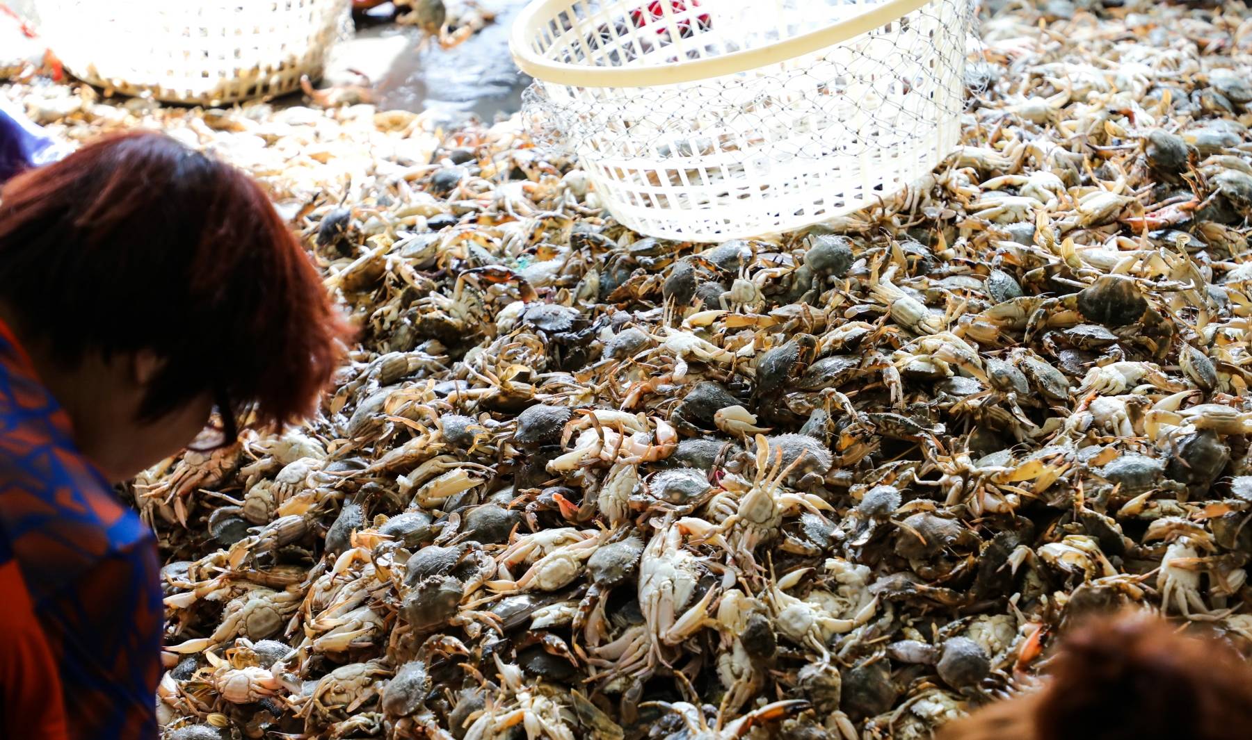 大量海鲜堆成“山”：人被“淹没”，花盖蟹子2元一斤“白菜价”