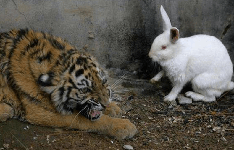 飼養員想激發小老虎獸性，扔進幾只兔子，網友：看一次笑一次！ 萌趣萌寵 第3张