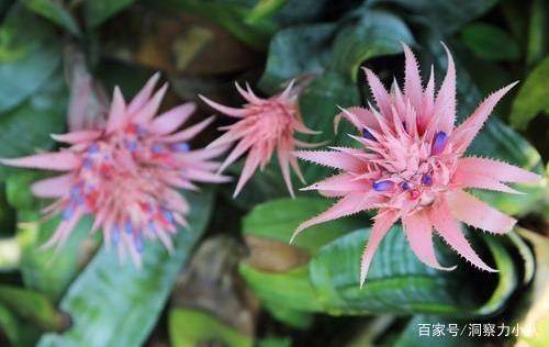 这三 耐阴花 遇水就疯长 光照不好易爆盆 大户人家 最爱养 光线