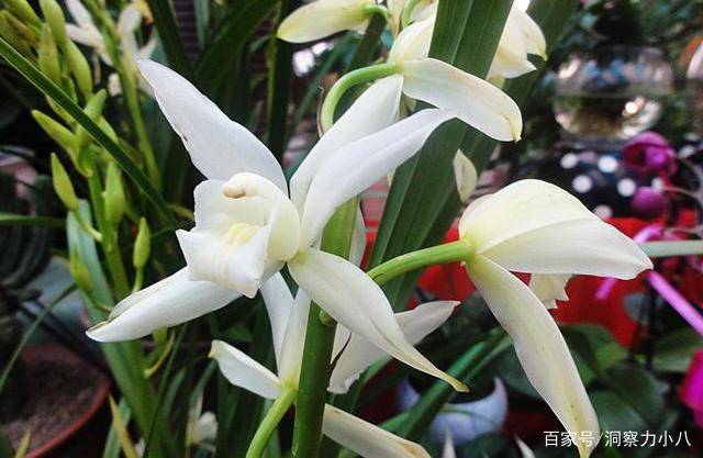 兰花要不要加土 b604ce615e1c4cfcb96ac486b21ca2b8.jpeg