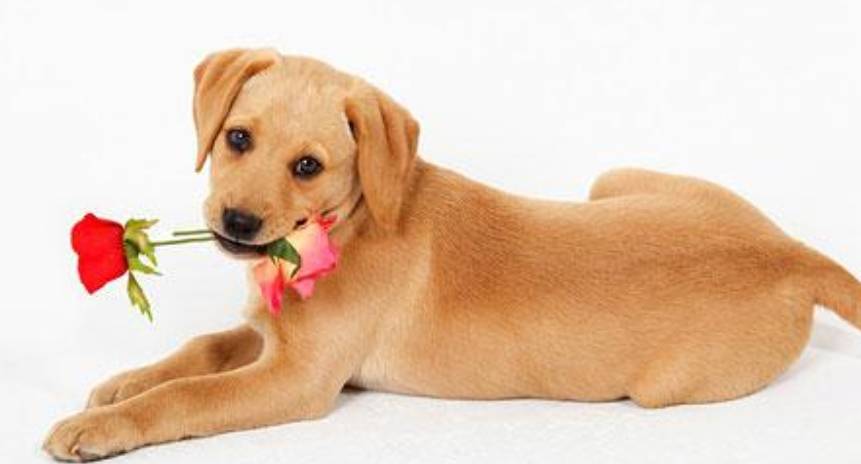 怎么当别人的小狗 eb4de533828345dcb43632047c8eee8a.jpeg