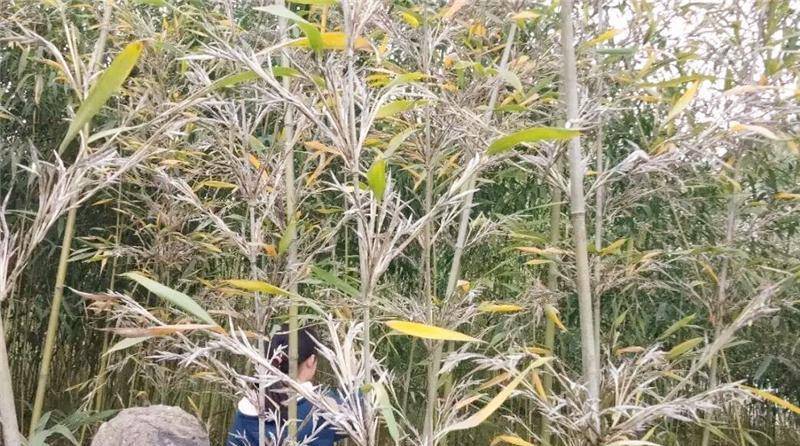 "竹子开花,马上搬家,为何老人会这么说?有什么说法吗?_死亡