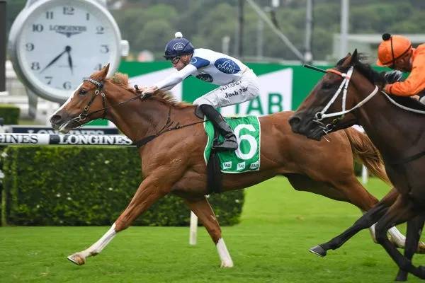 澳大利亚赛马 级别赛冠军雌马 蔷薇争艳 以130万澳币价格售出 Stakes
