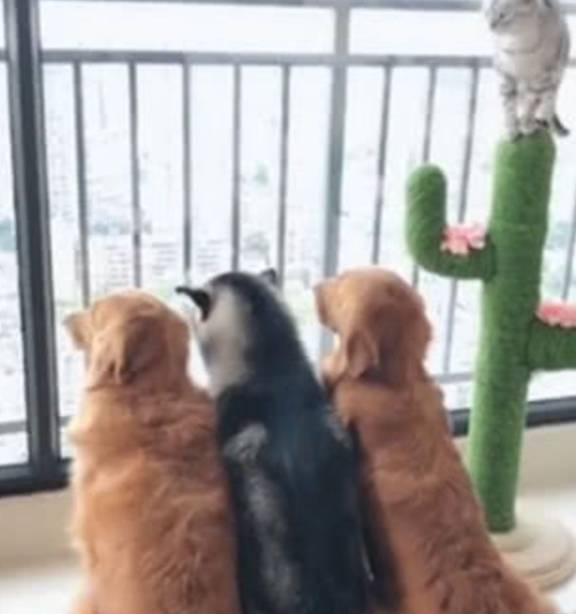 猫咪二哈和金毛突然变老实，抬头一看笑坏了，狗狗：不敢动！