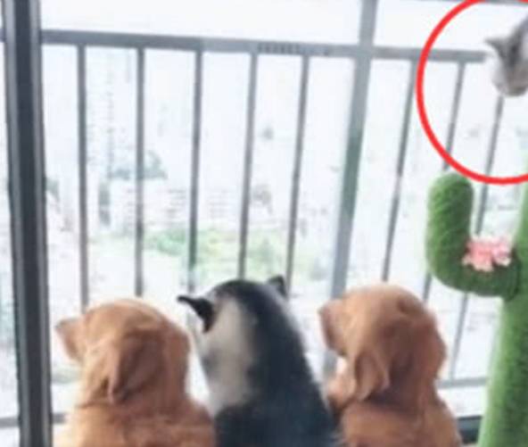 猫咪二哈和金毛突然变老实，抬头一看笑坏了，狗狗：不敢动！