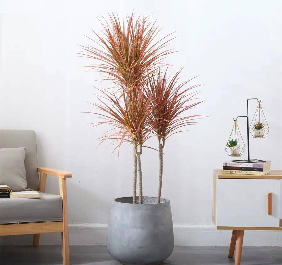 家里养盆彩色千年木叶色绮丽漂亮又喜庆空气清新身体好