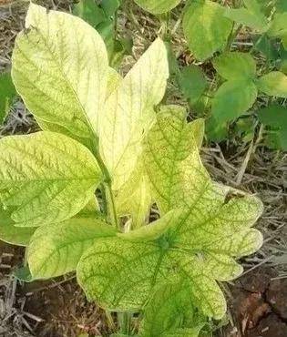 上茬小麦除草剂残留药害,过量使用或施用过晚,就会对大豆苗期产生药害