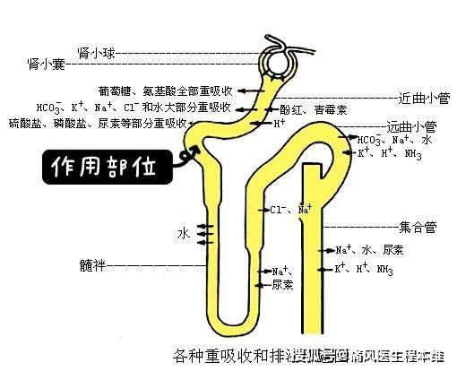 治疗|苯溴马隆：尿酸偏高看我的