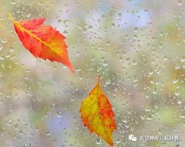 亚型|原发性侧索硬化是运动神经元吗？