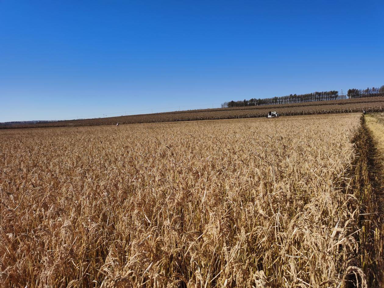 黑龙江明水县永兴镇金秋十月稻谷飘香