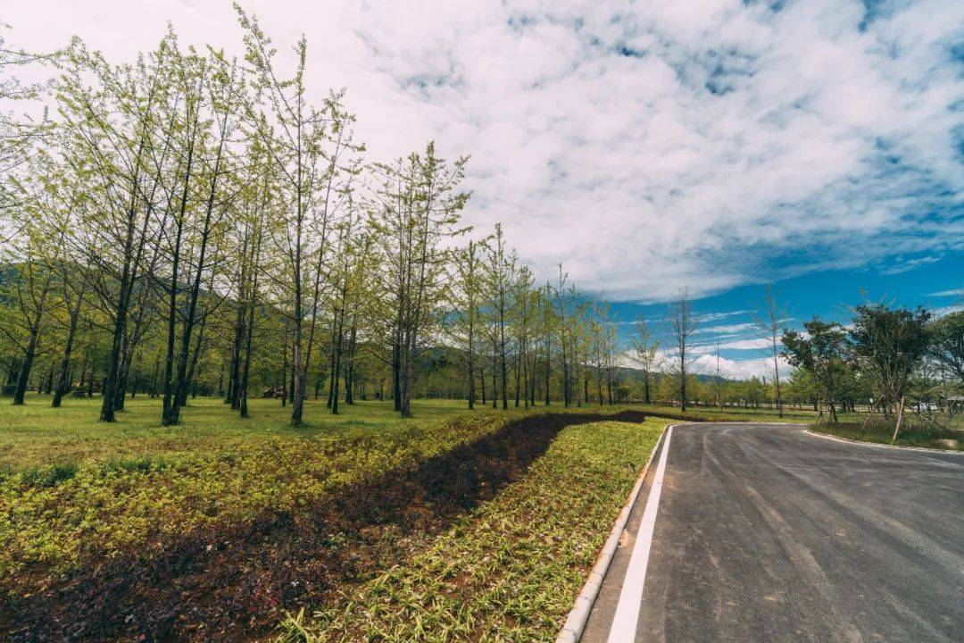 盆景|银杏小镇新增雅趣打卡地——盆景园