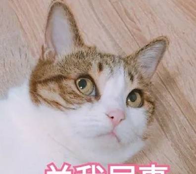 因为|别再抱怨主子的这些坏习惯了!还不都是因为你给惯的……