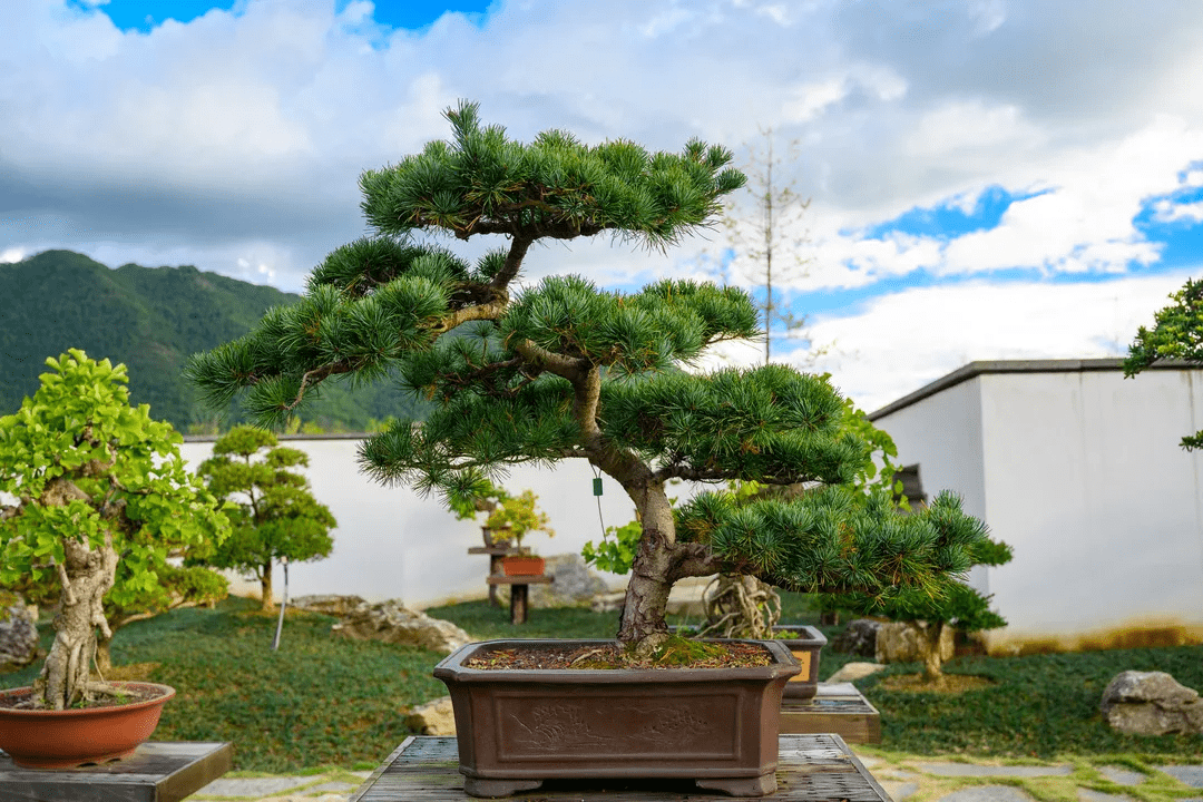 盆景|银杏小镇新增雅趣打卡地——盆景园