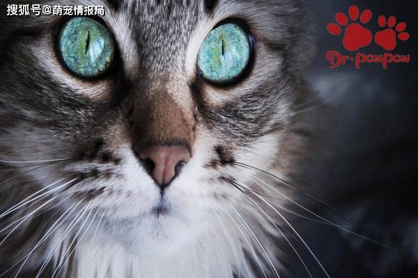 爪爪博士：什么是猫白内障看完后我惊呆了！_晶状体