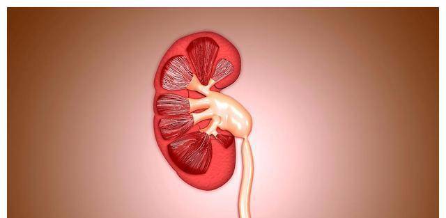 症状|肾不好的人,身体上会出现什么信号?肾不好的人不能吃什么