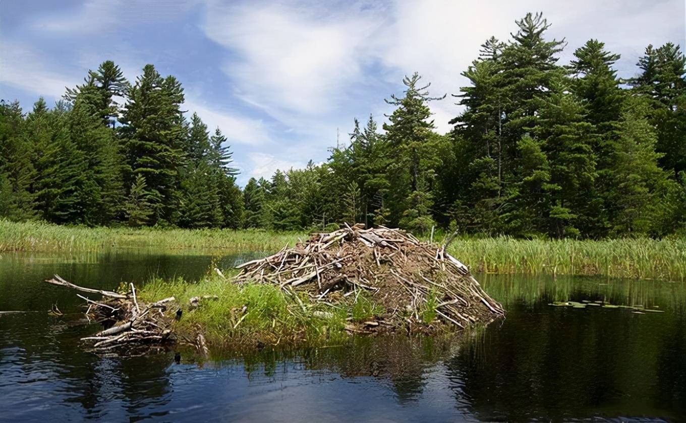 河狸:号称人类之后第二大建筑师,蠢萌的外表下,却带来极大伤害