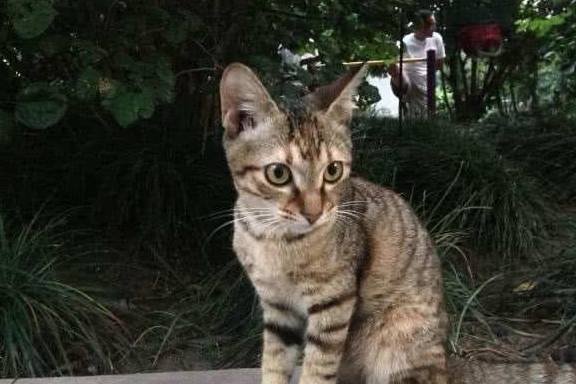 猫咪为什么狸花猫吃不胖呢？宠物猫却胖成狗，也许是没有注意这些细节