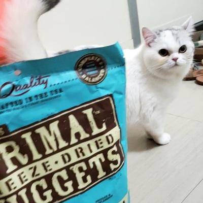 瑞萌|英短猫最喜欢吃的猫零食有哪些，猫冻干排行榜