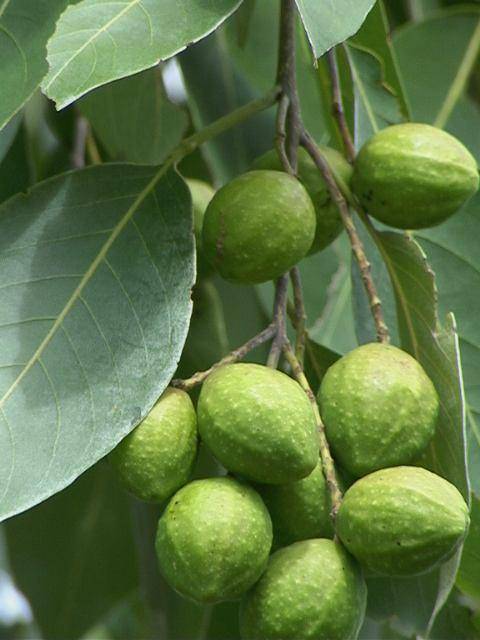 你知道三果宝是哪三个吗,有什么功效?_黎勒