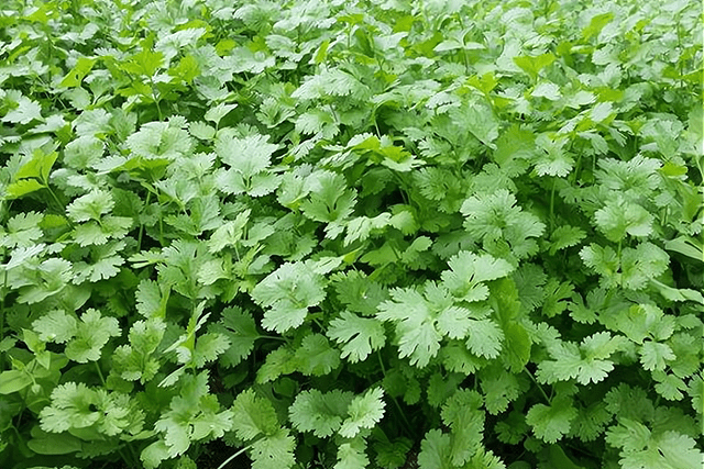 香菜什麼時間種?如何種?做好這幾點,出苗快長勢好