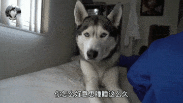 因为二哈从小都不拆家,但却喜欢“吓”主人,铲屎官也笑翻了