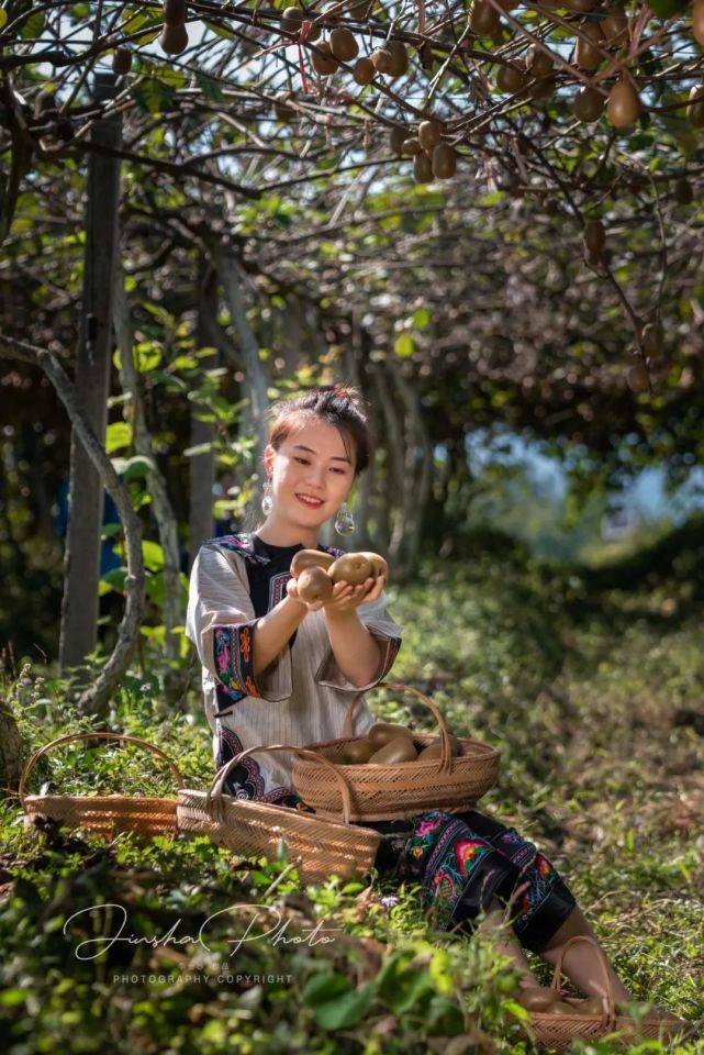 十八洞村獼猴桃基地,獼猴桃果實飽滿,搖搖欲墜,輕輕一摘滑落手中本