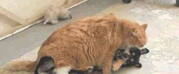 体重小橘猫长成了大橘，脾气和体重一样飞涨，把二哈揍的哇哇大哭！
