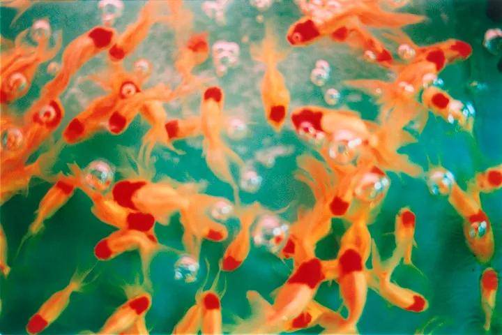 美学极具视觉冲击力的日式爆裂美学，肆意而浪漫