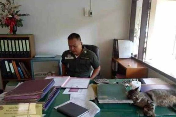 能力霸气猫主子明目张胆闯入警局，大喇喇躺办公桌睡觉，警官也很无奈