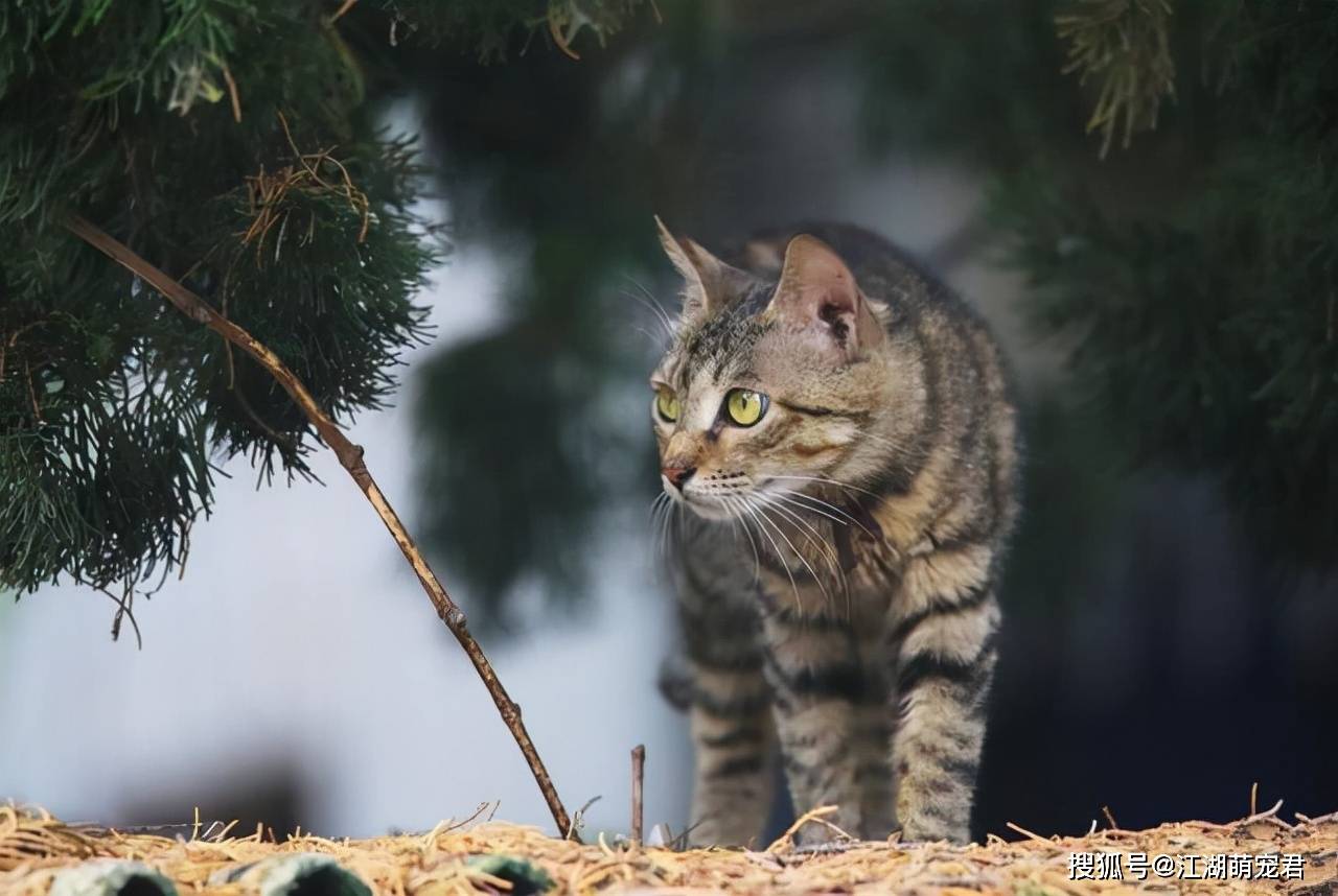 因为你可以永远相信“狸花猫”，它们绝对不会背叛你