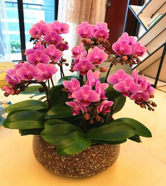 10月养蝴蝶兰 7天喷一次 促芽水 不断长新芽 花梗会更多 养护